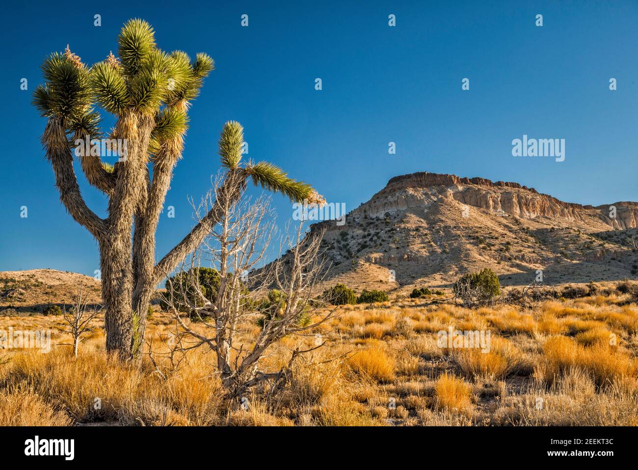 Joshua Tree, Pinto Mountain, vista da Cedar Canyon Road, Mojave National Preserve, California, Stati Uniti Foto Stock
