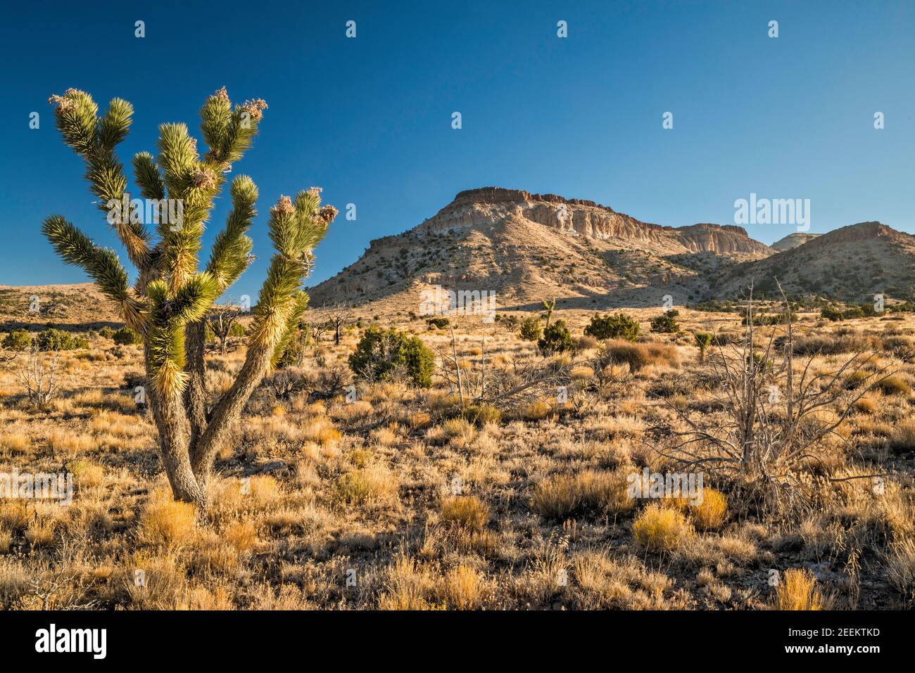 Joshua Tree, Pinto Mountain, vista da Cedar Canyon Road, Mojave National Preserve, California, Stati Uniti Foto Stock