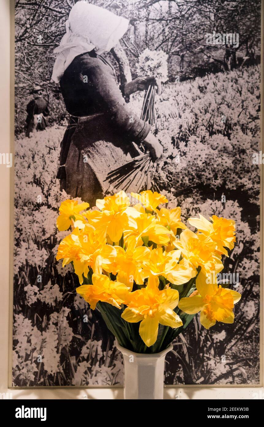 Narcisi gialle fresche di fronte a una fotografia storica mostra una donna che indossa un cofano bianco da cui si raccolgono i narcisi un vivaio commerciale Foto Stock