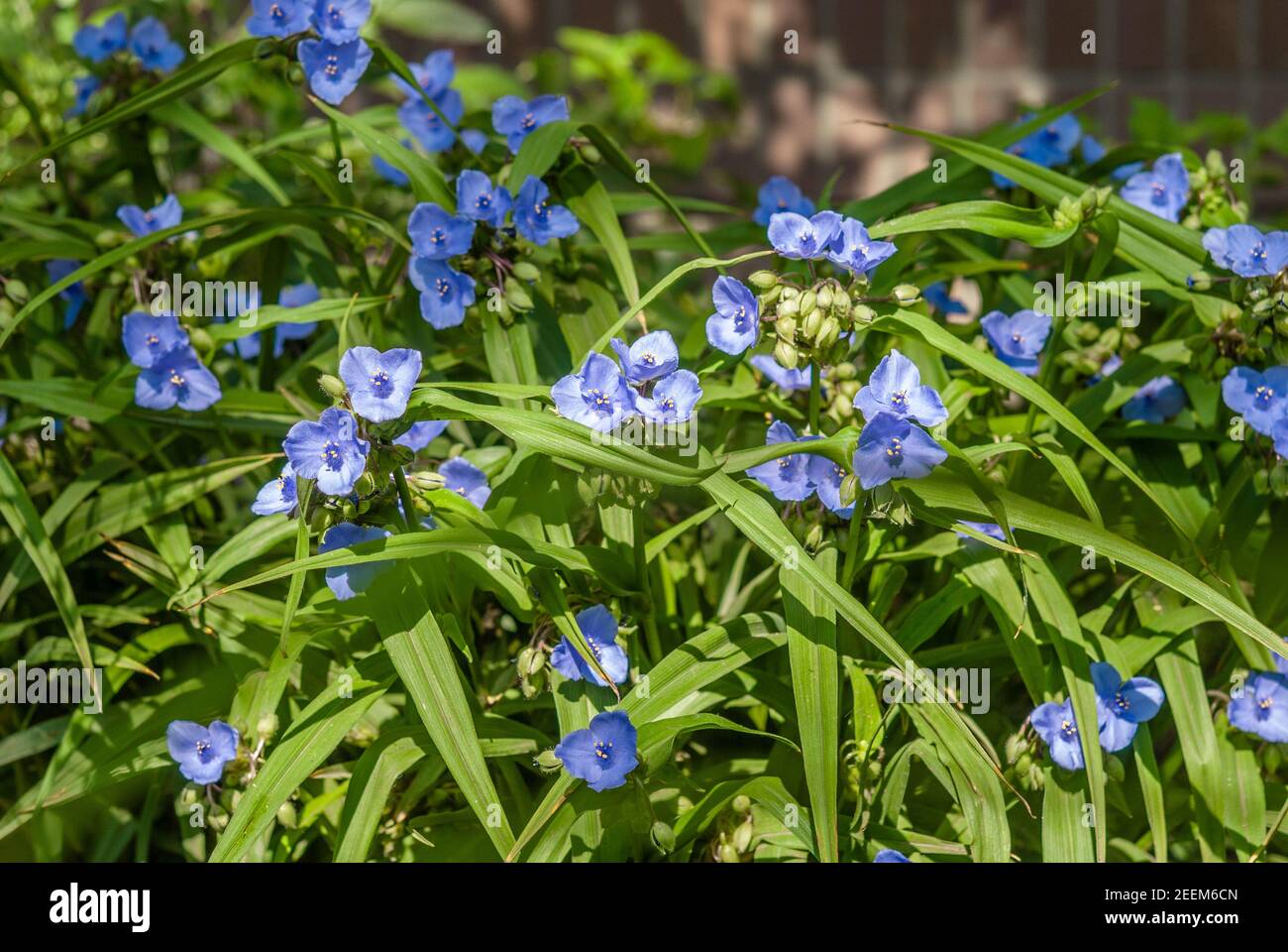 Fiori viola in fiore nella foresta di primavera. Primi fiori di primavera. Fiori violetti primo piano. Natura sfondo. Viola dolce. Foto Stock