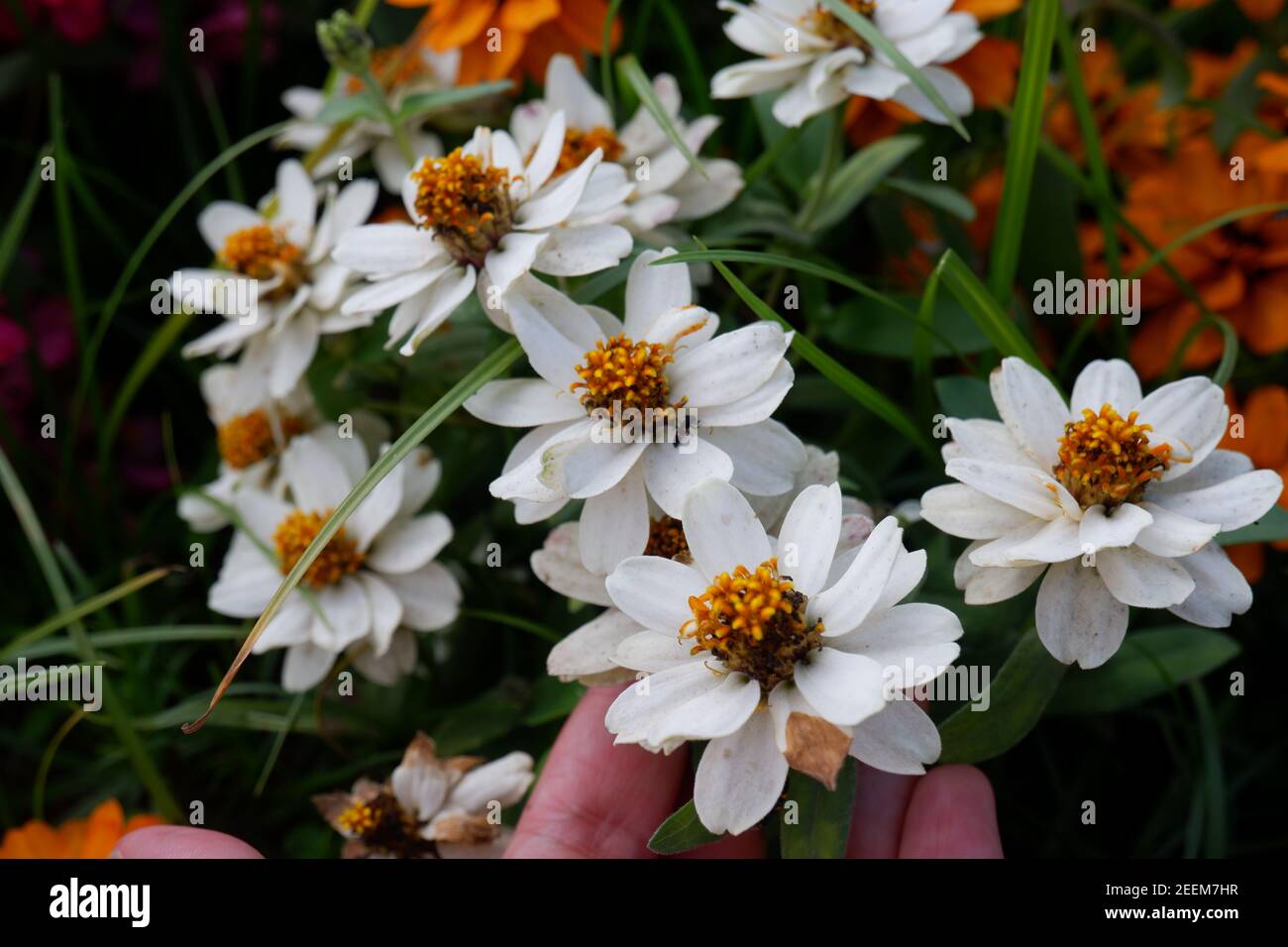 I fiori di Zinnia a foglia di Narrowleaf aggiungono bei colori al Parco Nazionale di Phu Reua in Loie Thailandia. Foto Stock