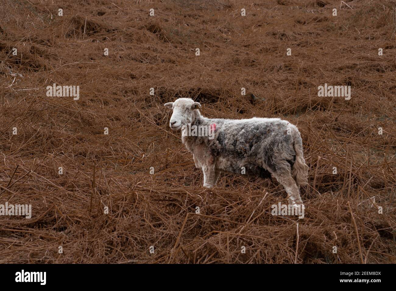 Una pecora solita si trovava su una collina di bracken autunnale Foto Stock