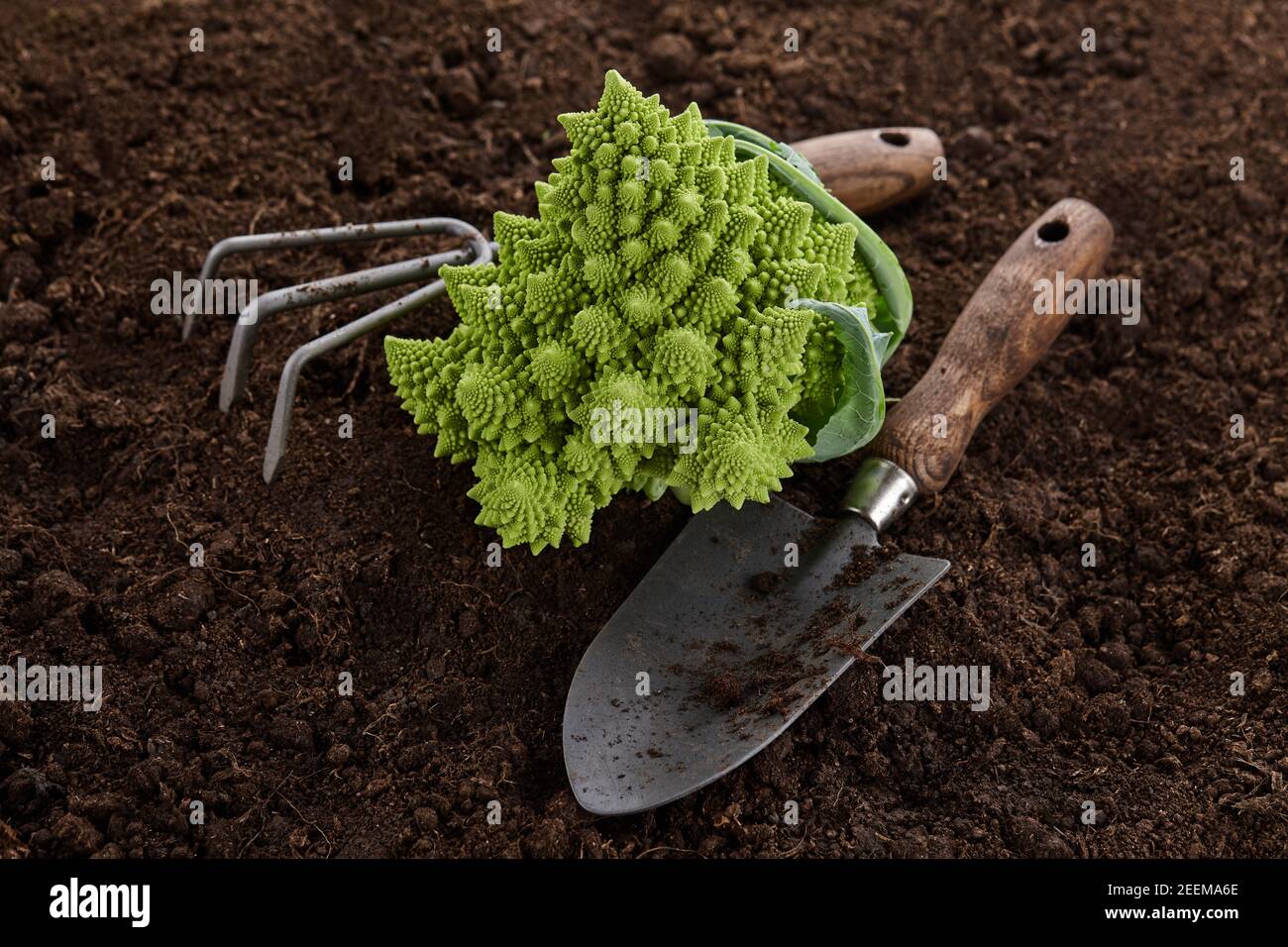 Romanesco broccoli, o cavolfiore romano con attrezzi da giardino su fondo terreno Foto Stock