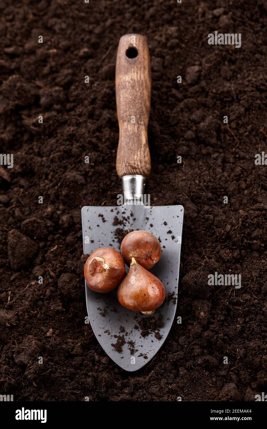 Piantare bulbi di tulipano in terreno con pala da giardino, vista ravvicinata Foto Stock