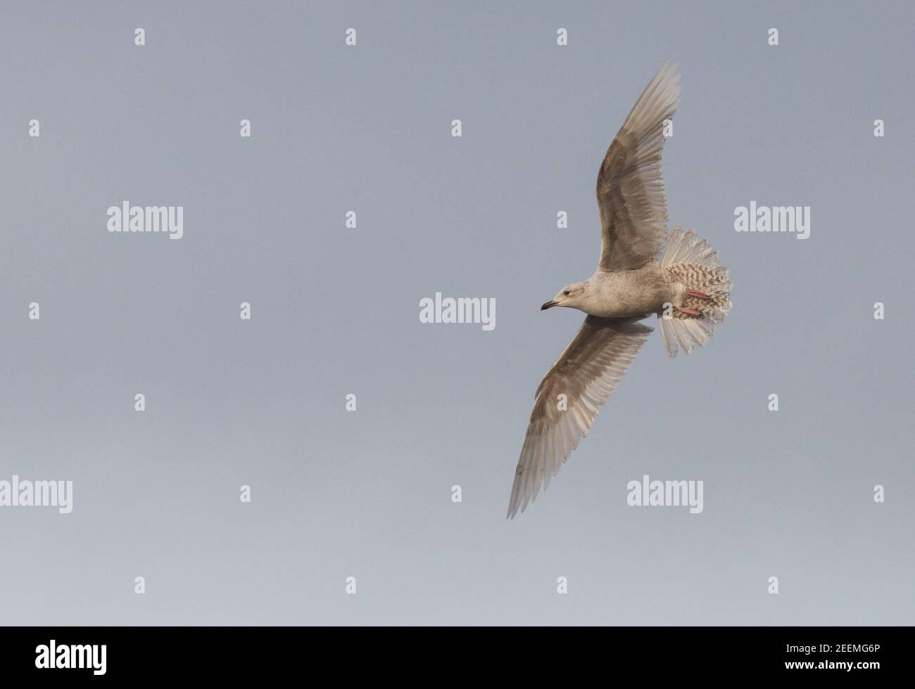 Islanda Gull pattugliando la spiaggia di Weybourne per morti giovani carcasse di sigillo da vendicare su un freddo giorno di inverni Foto Stock