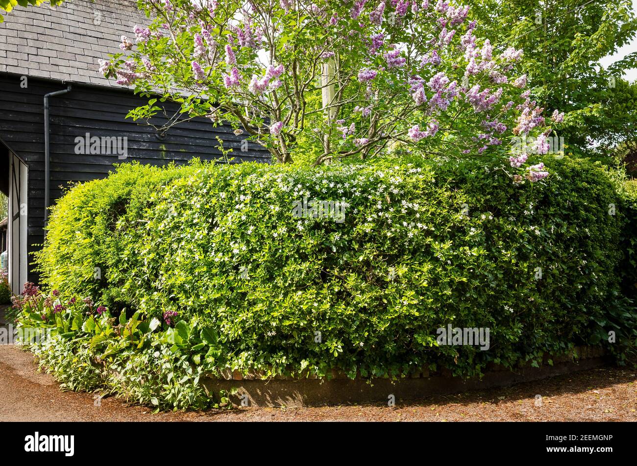 Una siepe mista con arbusti profumati e un albero lilla (Syringa vulgaris Kaatherine Havemeyer fiorire in maggio in inglese giardino in un villaggio rurale Foto Stock