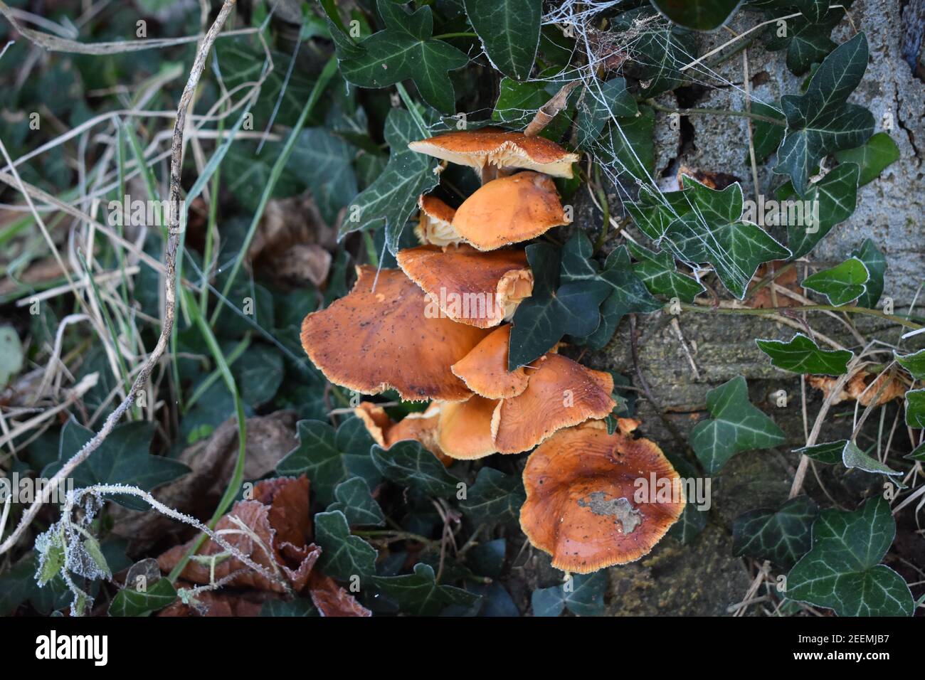 Funghi Shank in velluto Foto Stock