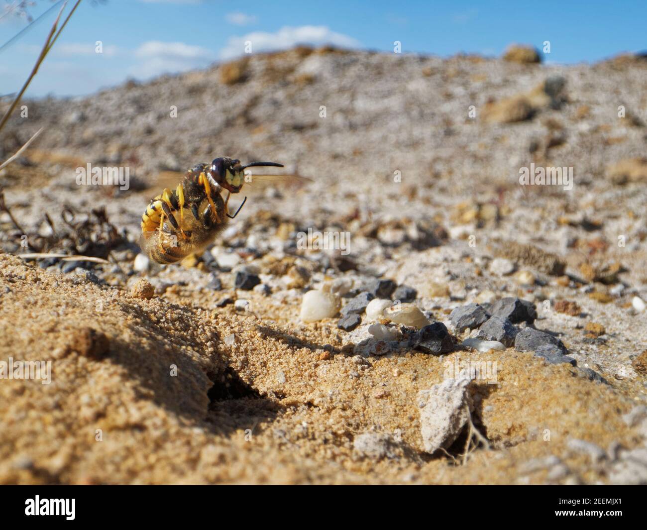 Lupo di api / vespa di bee-killer (triangolo di Philanthus) che vola di nuovo al suo nido in una brughiera sabbiosa con un'ape paralizzata di miele (Apis mellifera), Dorset, Regno Unito. Foto Stock