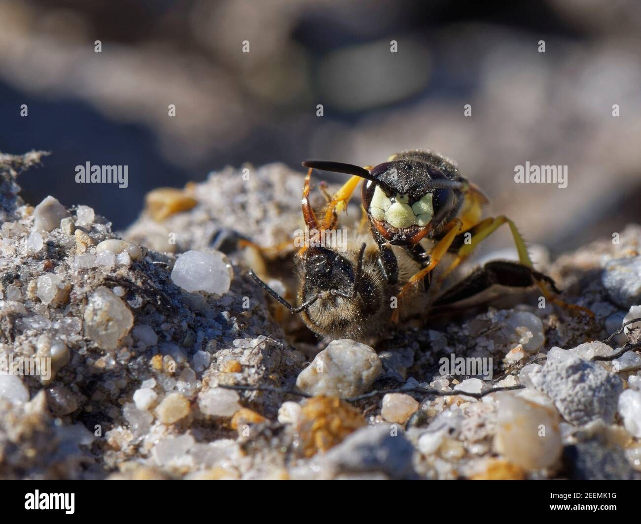 Lupo di api / wasp bee-killer (triangulum di Philanthus) femmina con un'ape di miele paralizzata (API mellifera) per alimentare le sue larve nel suo burrone nido di hathland. Foto Stock