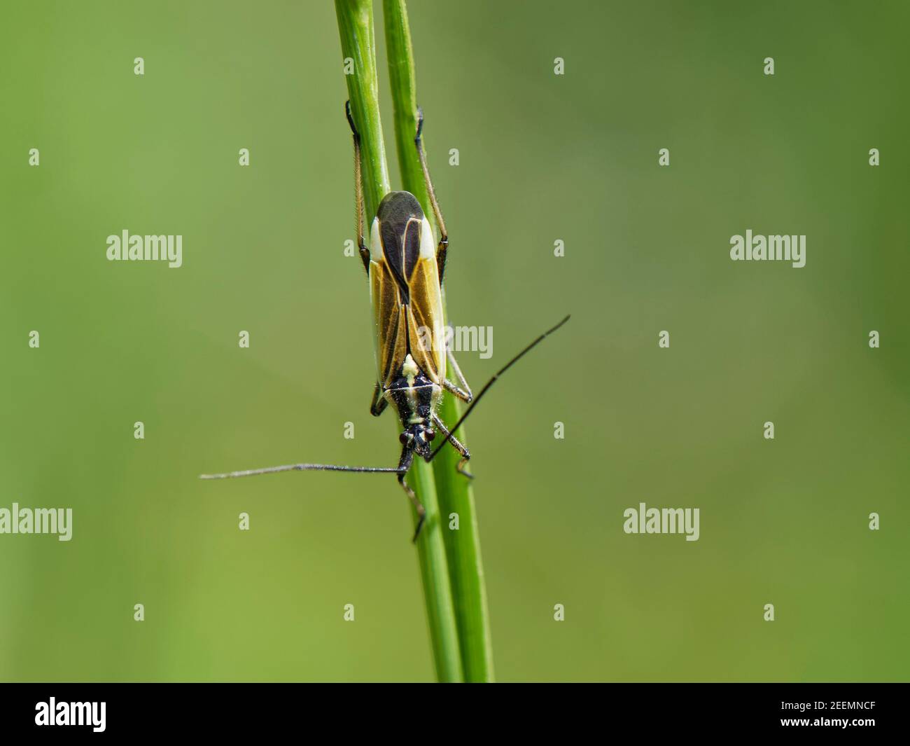 Bug di piante di prato (Leptopterna dolabrata) su un gambo di erba in un prato di gesso, Wiltshire, Regno Unito, maggio Foto Stock
