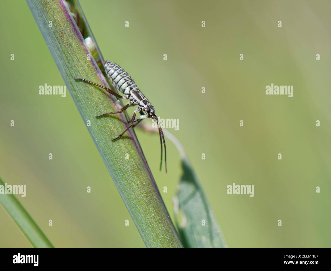 Bug di piante di prato (Leptopterna dolabrata) ninfa bene mimeted su un'erba di scagliatura fiorente (mezzo di Briza), in un prato di prateria di gesso, Wiltshire, Regno Unito Foto Stock