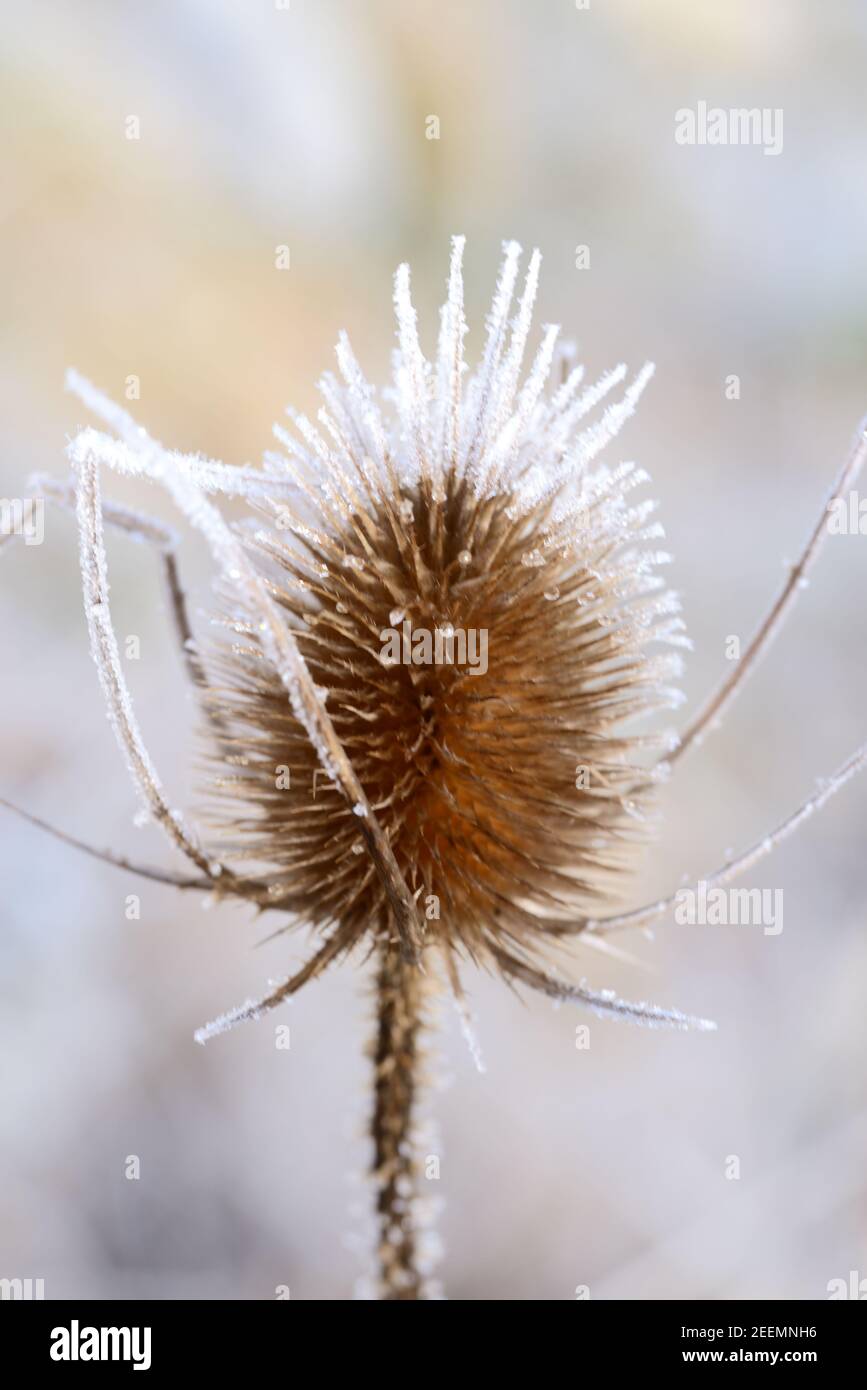 Testa di Thistle coperta dal gelo o Teasel selvatico, Dipsacus fullonum Foto Stock