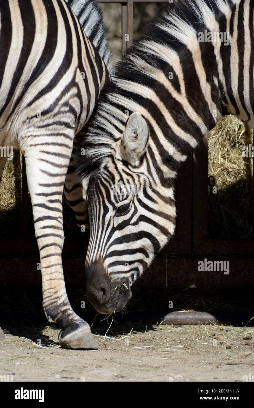 Zebra di Burchell o zebre che si nutrono, Equus quagga burchellii Foto Stock