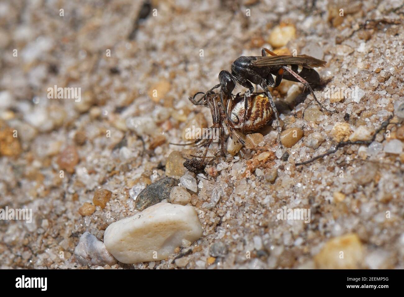 Ragnatela a zampe rosse (Episyron rufipes) femmina che trascina un ragno orb-tessitore paralizzato (Neoscona adianta) al suo nido di sepoltura, Dorset, UK. Foto Stock