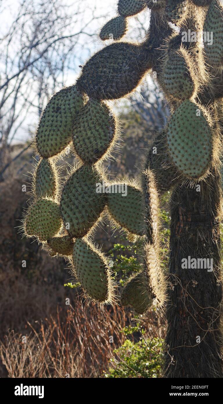 Albero cactus retroilluminata; spine affilate prominenti; Opuntia echios var. Gigantea; natura; Isole Galapagos; Sud America; Isla Santa Cruz; Ecuador Foto Stock