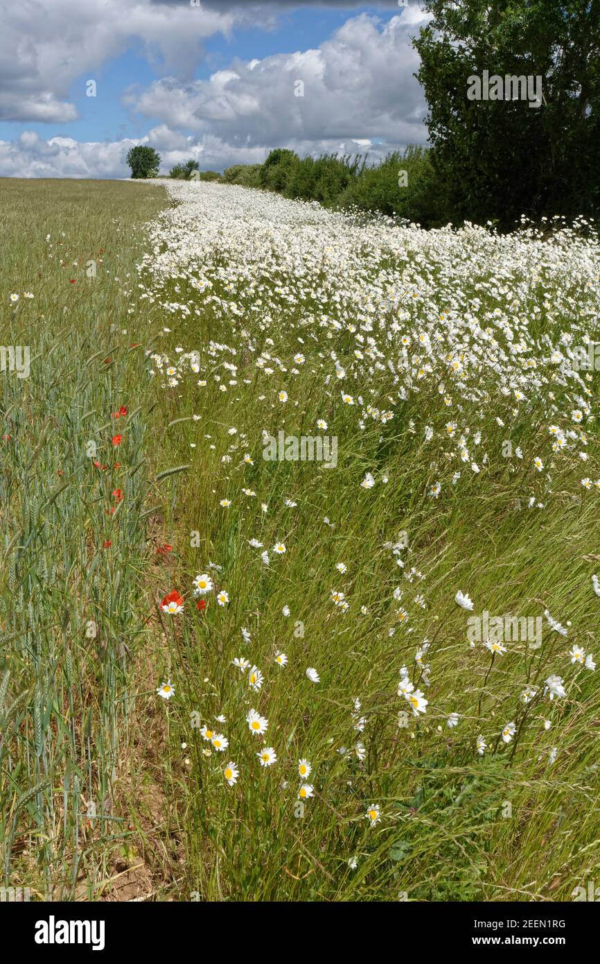 Margherite Oxeye / Marguerite (Leucanthemum vulgare) fioritura in un bordo di fiori di conservazione accanto ad un raccolto misto Di Barley (Hordeum vulgare) e grano Foto Stock