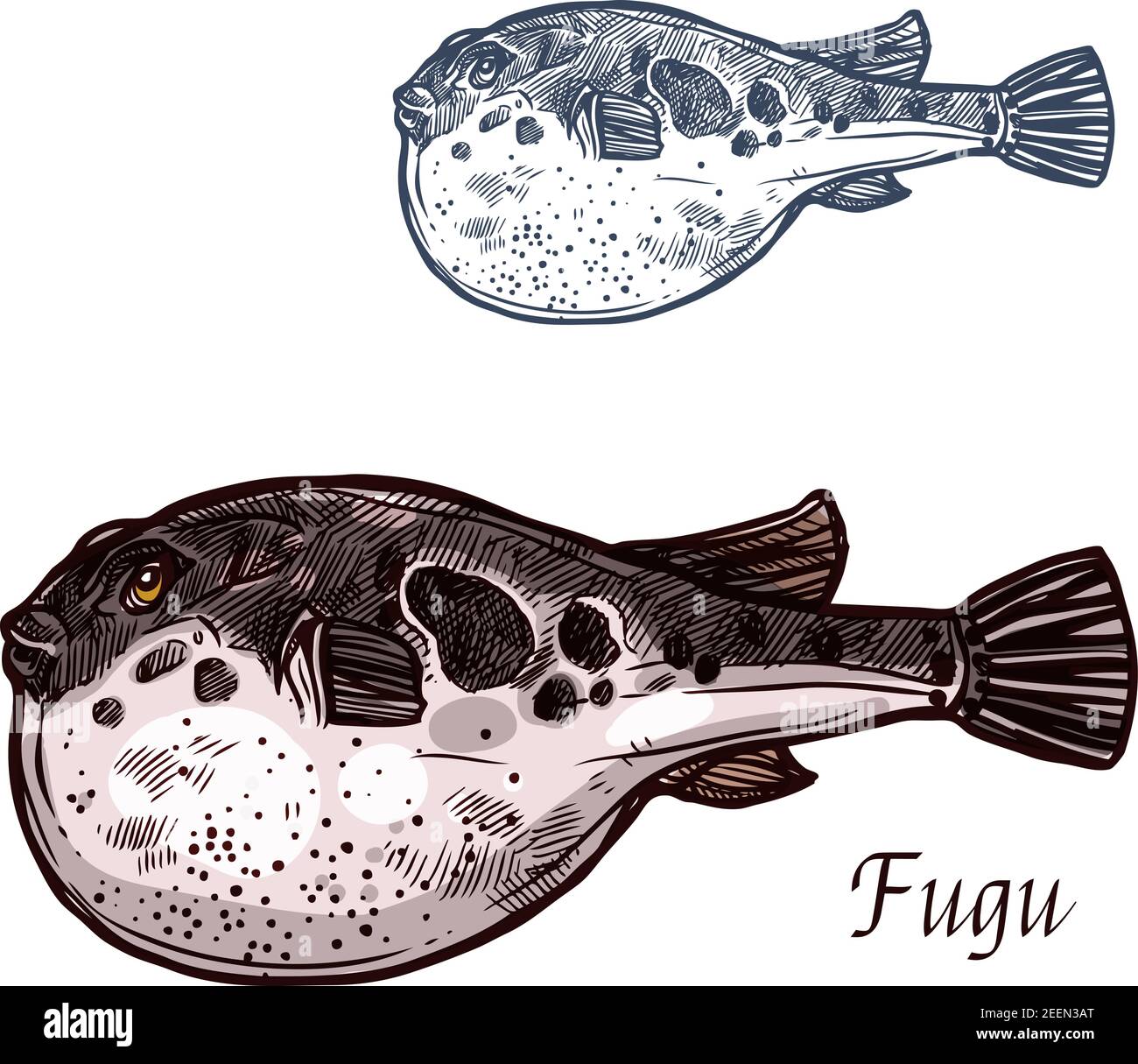Fugu pesce isolato schizzo di pufferfish giapponese. Animale di mare, pesce fugu velenoso con vettore di stomaco soffiato icona per la cucina giapponese di pesce, pesce m Illustrazione Vettoriale