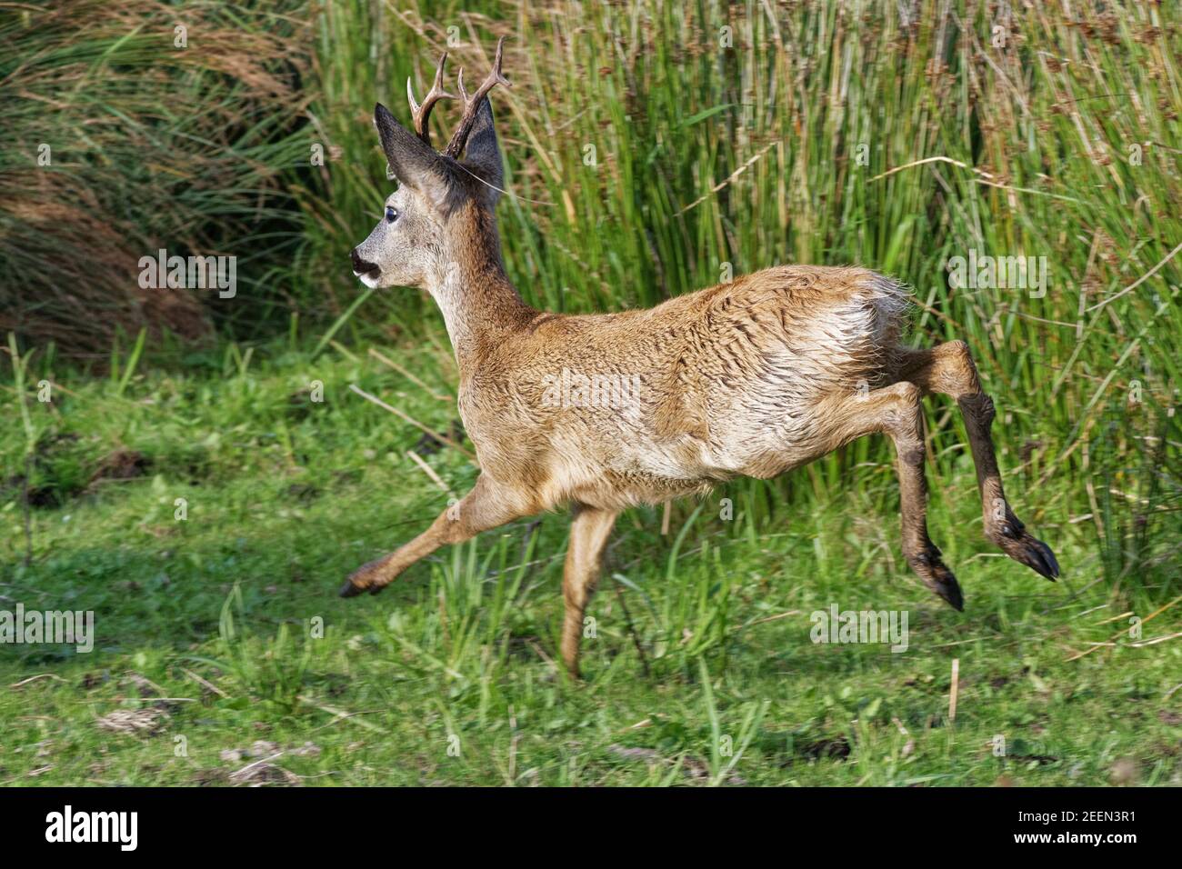 Caprioli (Capreolus capreolus) corrono attraverso pascoli marshy mentre insegue un rivale dal suo territorio, Somerset livelli, Regno Unito. Foto Stock