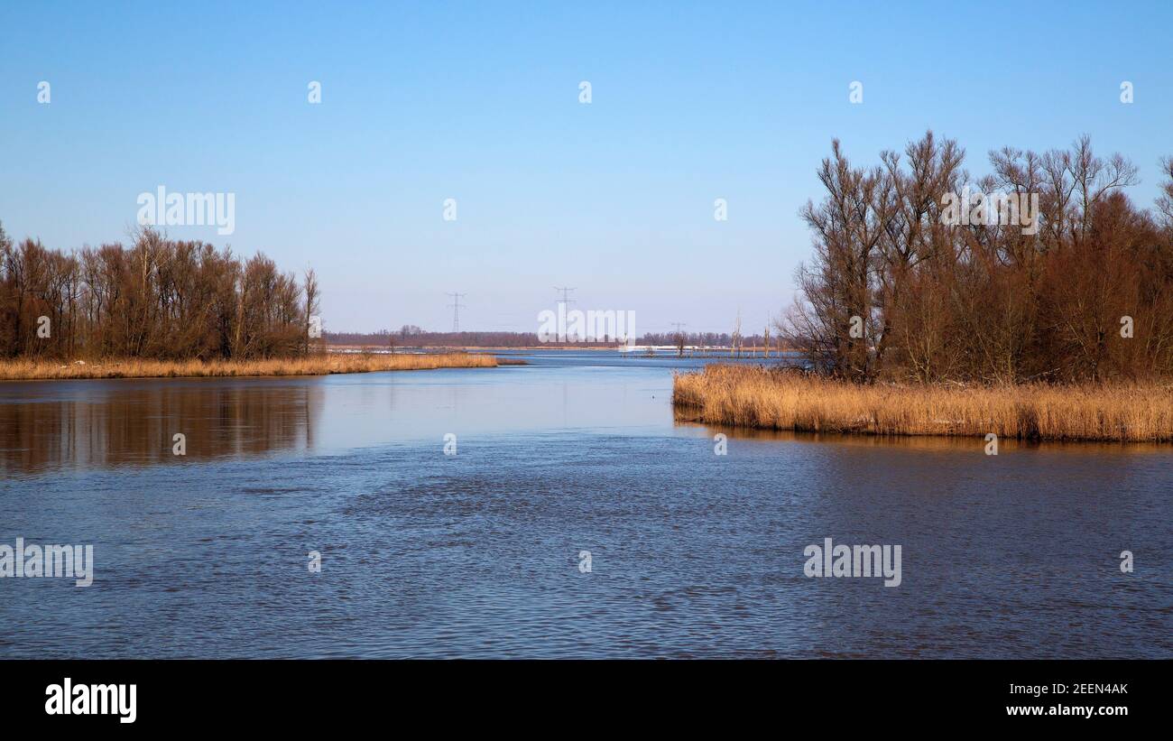 Restauro naturale nel Parco Nazionale di Biesbosch, Brabante Nord, Paesi Bassi Foto Stock