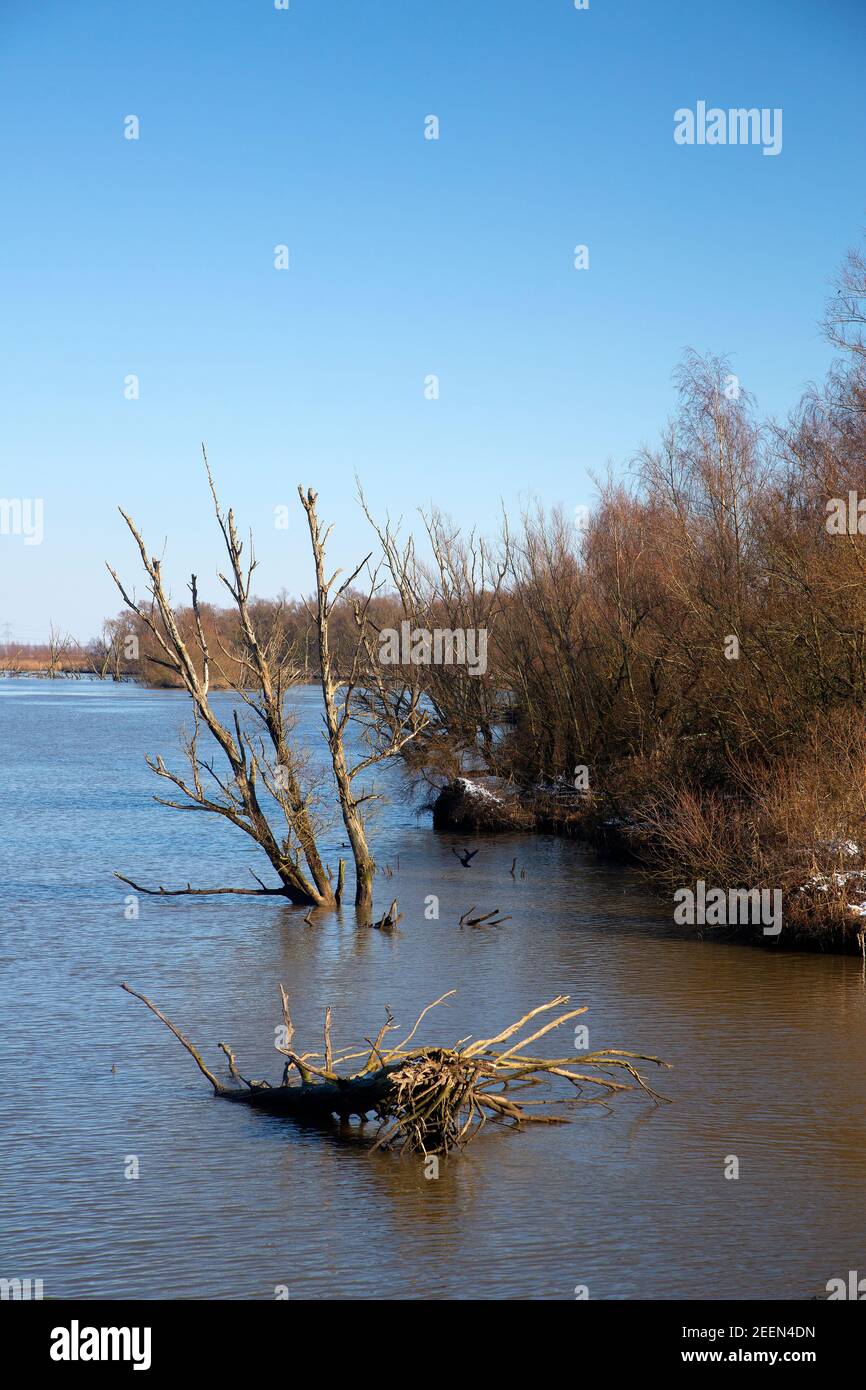 Restauro naturale nel Parco Nazionale di Biesbosch, Brabante Nord, Paesi Bassi Foto Stock