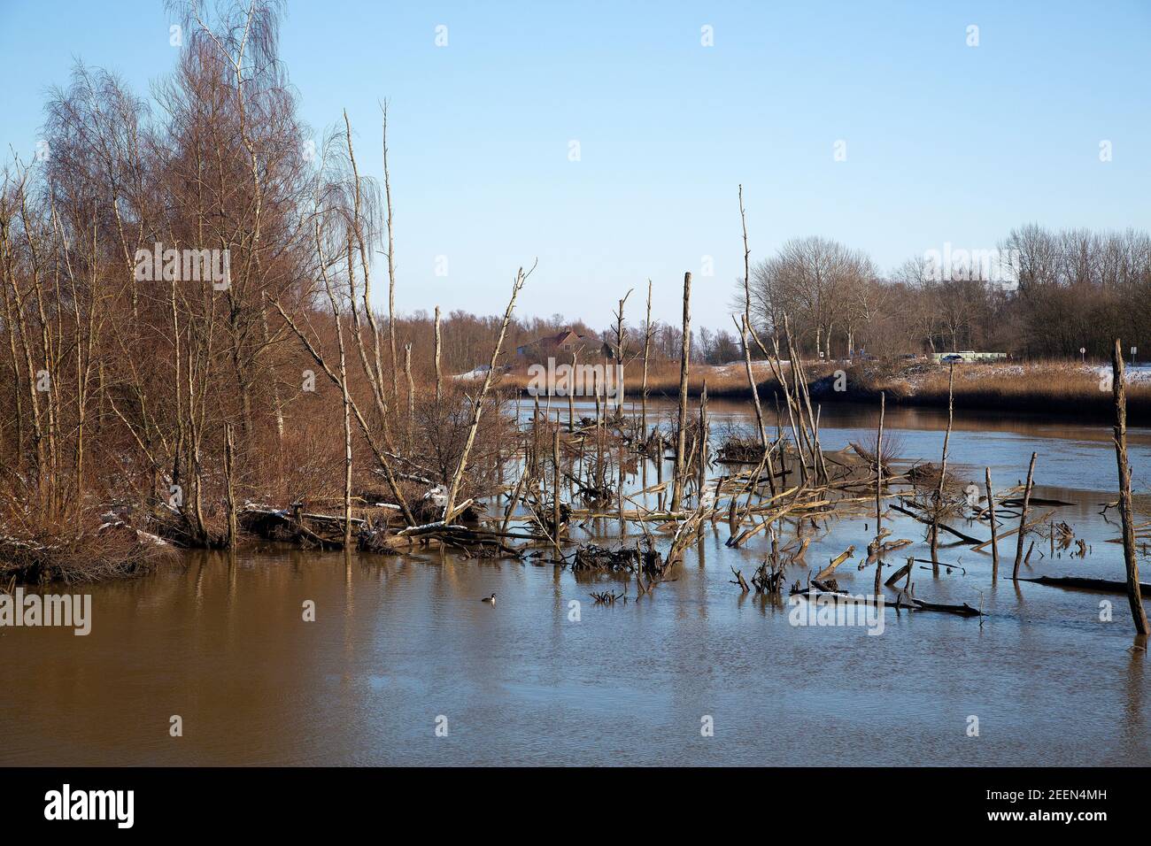 Restauro naturale nel Parco Nazionale di Biesbosch, Brabante Nord, Paesi Bassi Foto Stock