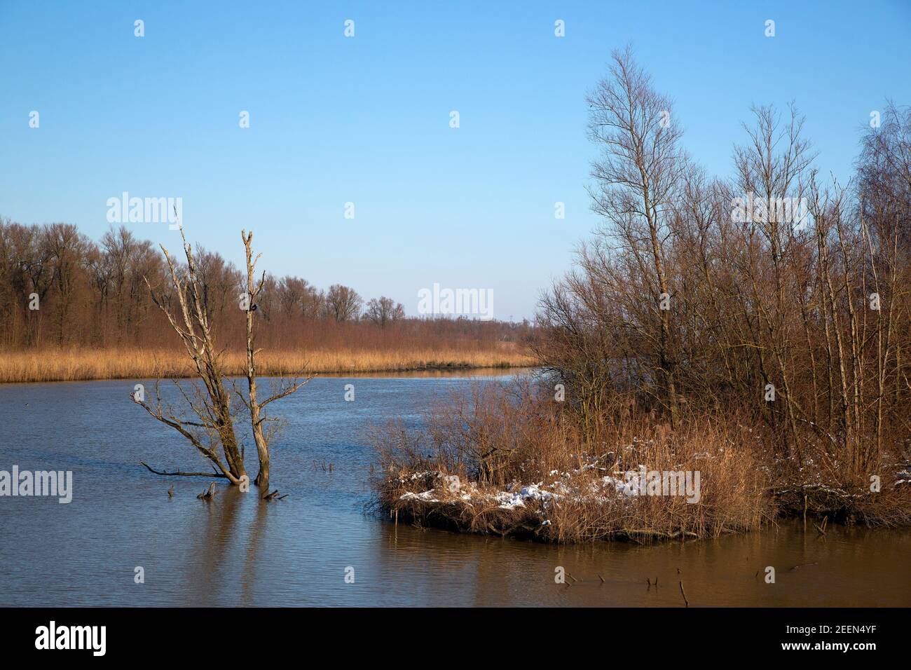 Restauro naturale nel Parco Nazionale di Biesbosch, Brabante Nord, Paesi Bassi Foto Stock