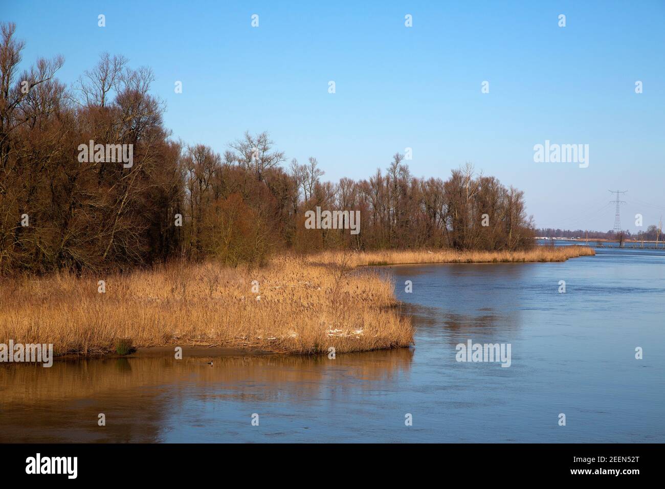 Restauro naturale nel Parco Nazionale di Biesbosch, Brabante Nord, Paesi Bassi Foto Stock