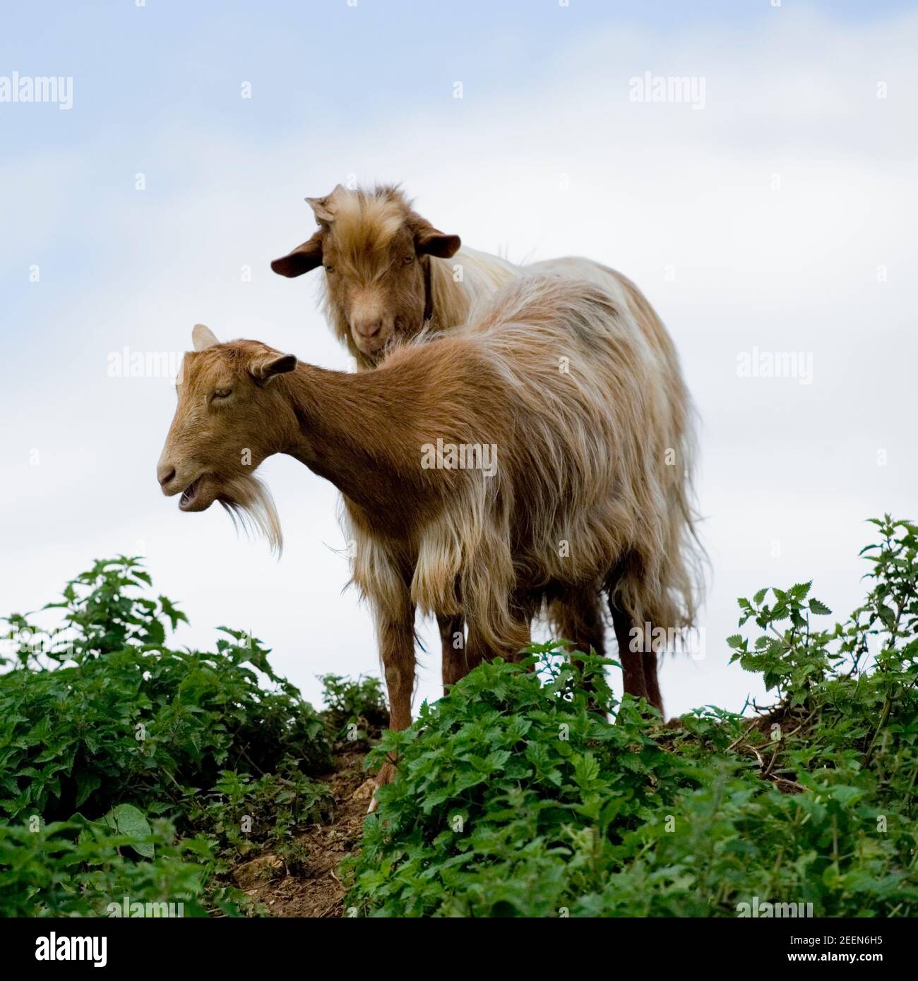 due capre d'oro di guernsey Foto Stock