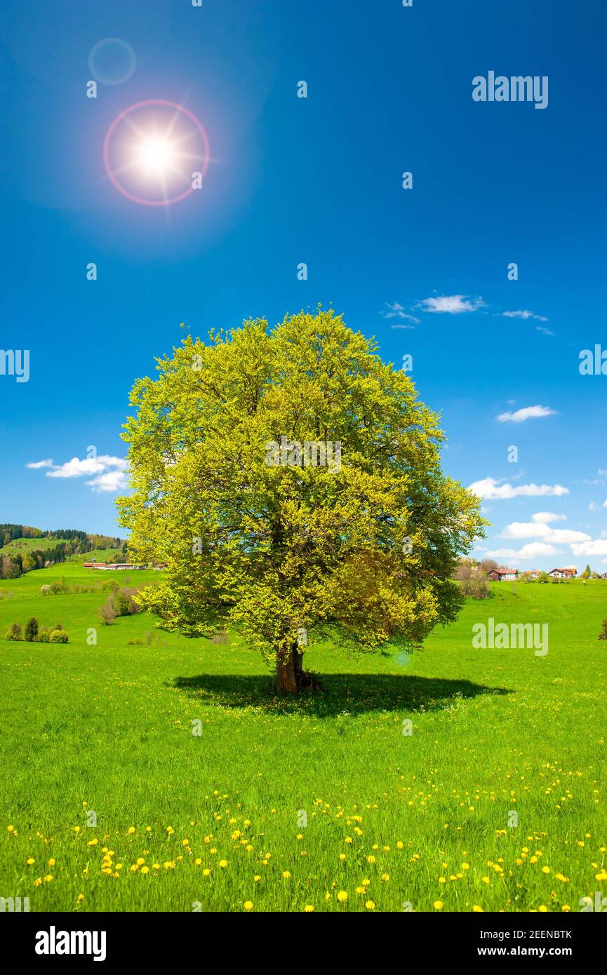Große Buche al Einzelbaum im Frühling Foto Stock