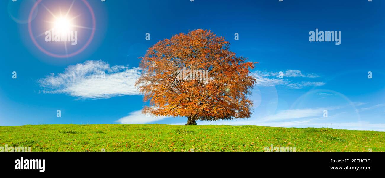 Große Buche al Einzelbaum im Herbst Foto Stock