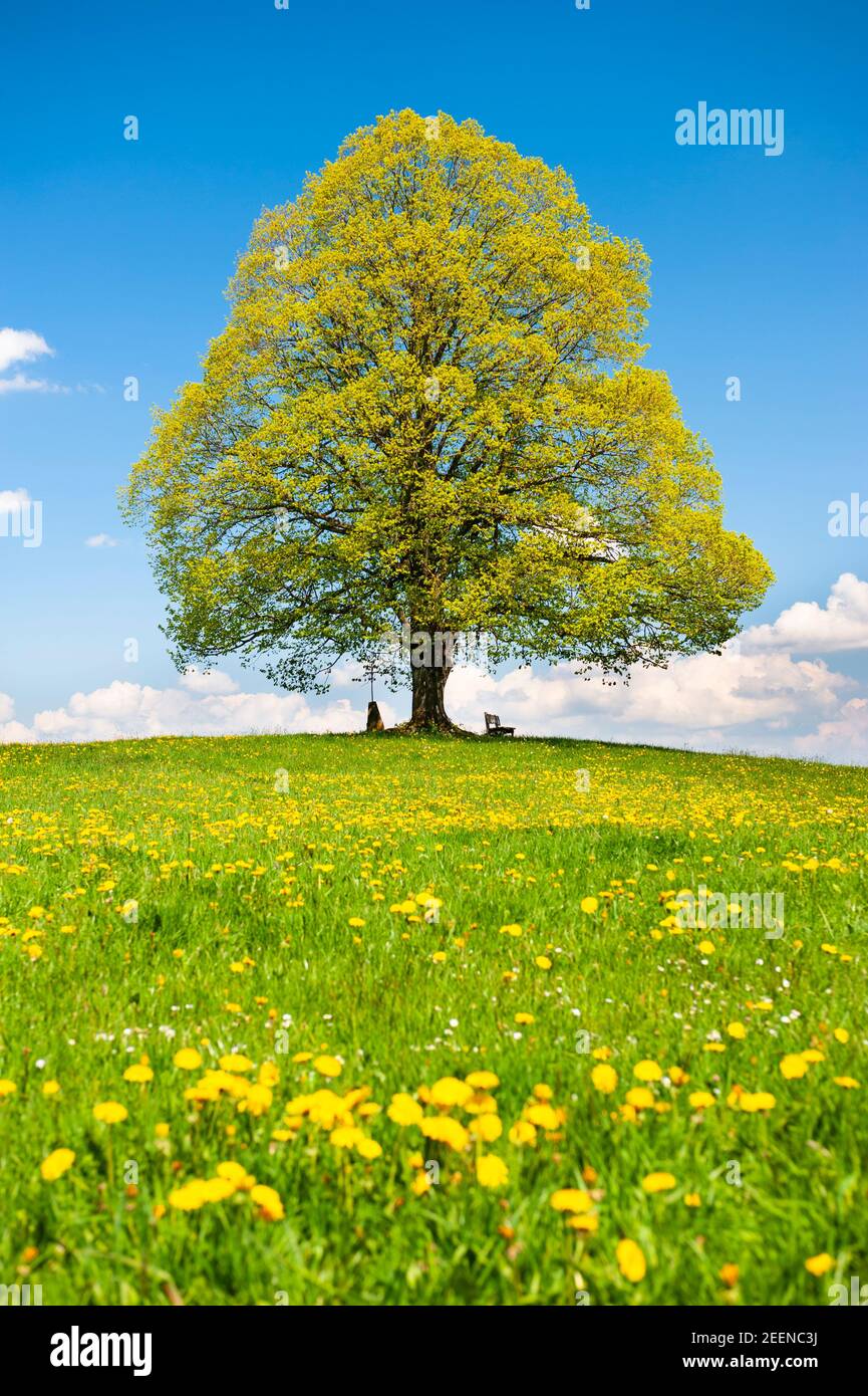 Große Linde als Einzelbaum im Frühling Foto Stock