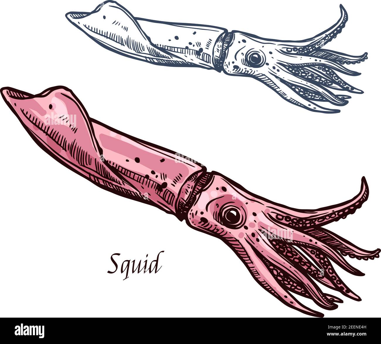 Schizzo di seppie calamari. Vettore isolato icona di mare o oceano cefalopodi di fauna marina specie animale con artigli per frutti di mare segno ristorante, pesci Illustrazione Vettoriale