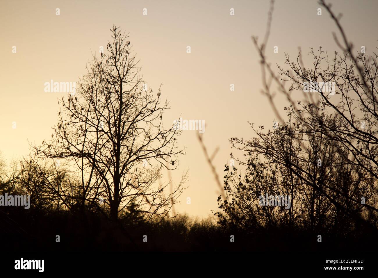 Alberi in inverno di fronte al cielo di mattina presto Foto Stock
