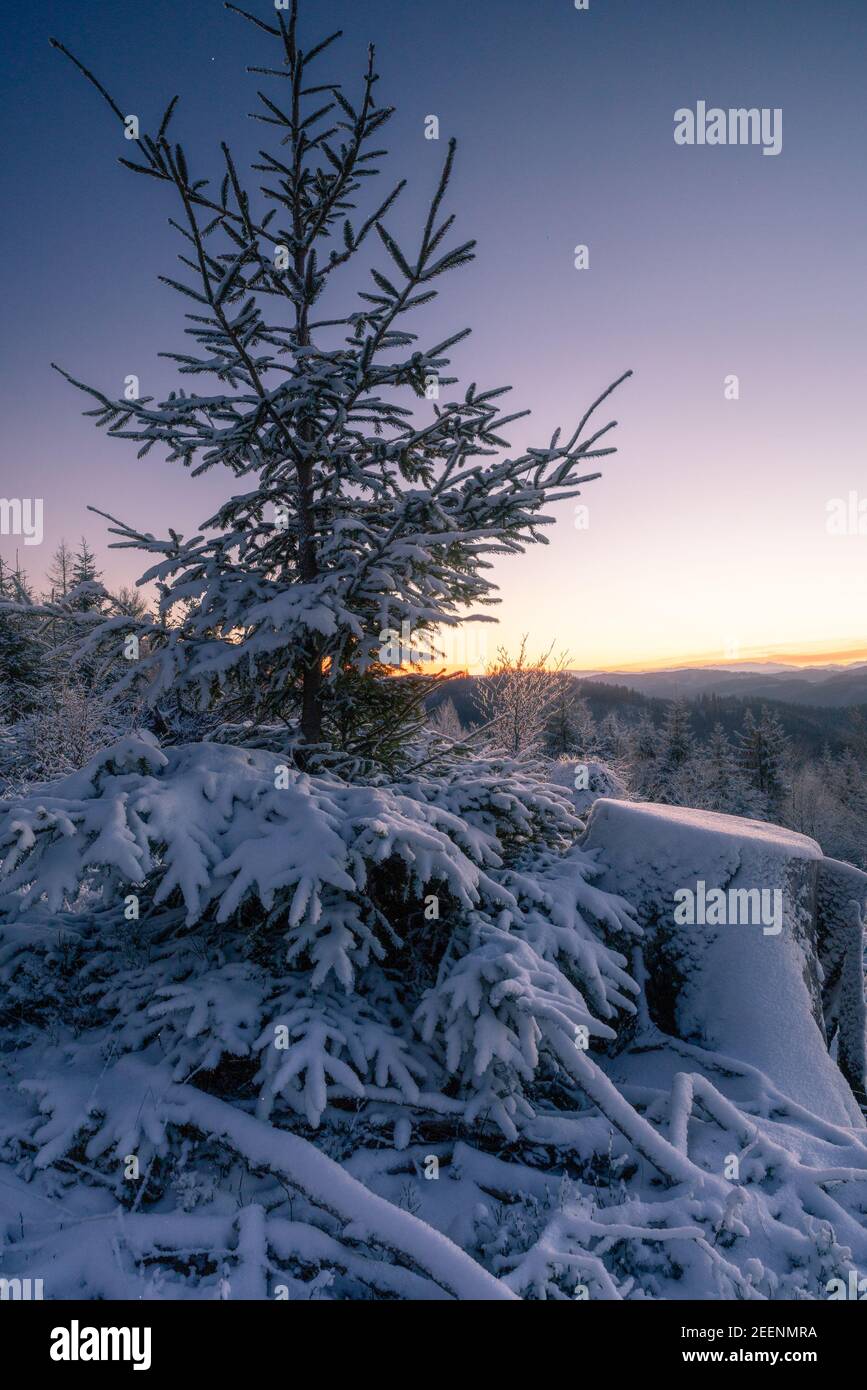 Albero congelato in una tenue alba invernale in montagna. Un po' di foschia e bei colori all'orizzonte. Mattina presto in Beskid Mountains, parte di Foto Stock