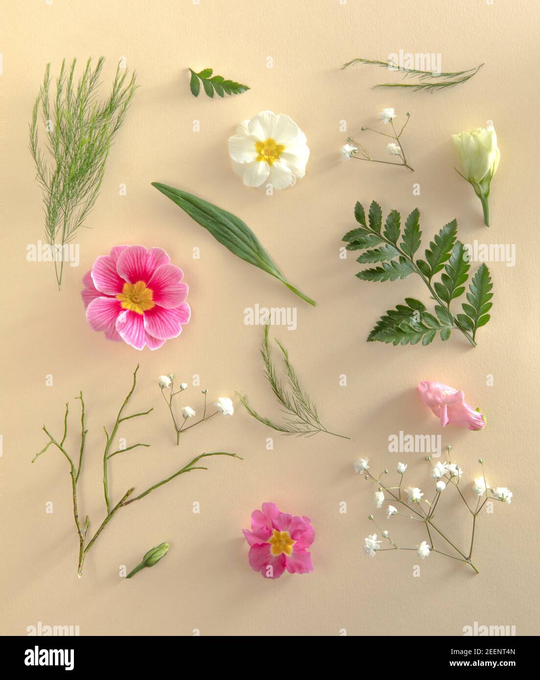 Piatto su sfondo color sabbia. Piante verdi e foglie, con fiori Foto Stock