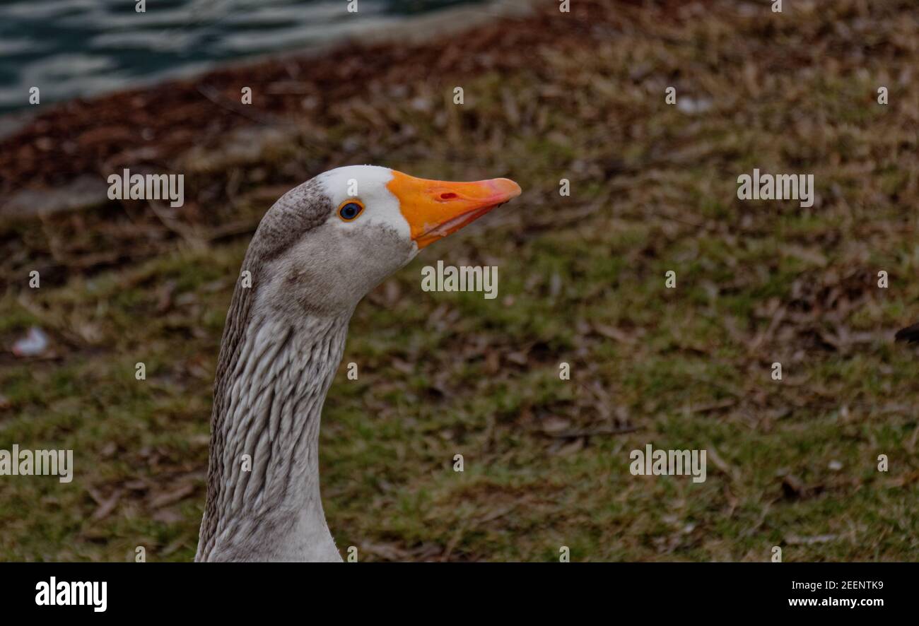 Non più oche selvatiche Foto Stock