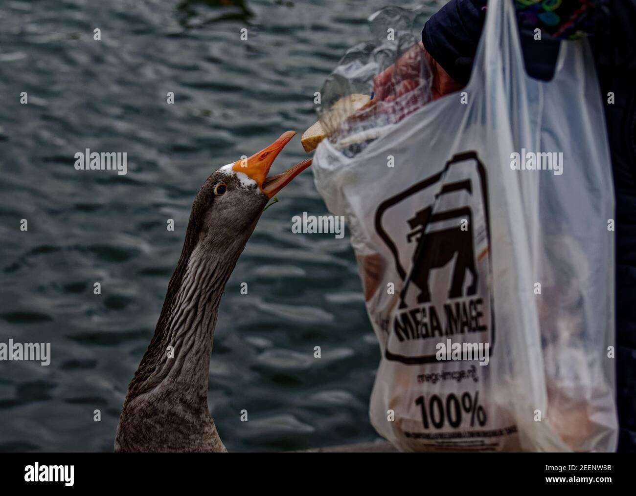 Non più oche selvatiche Foto Stock