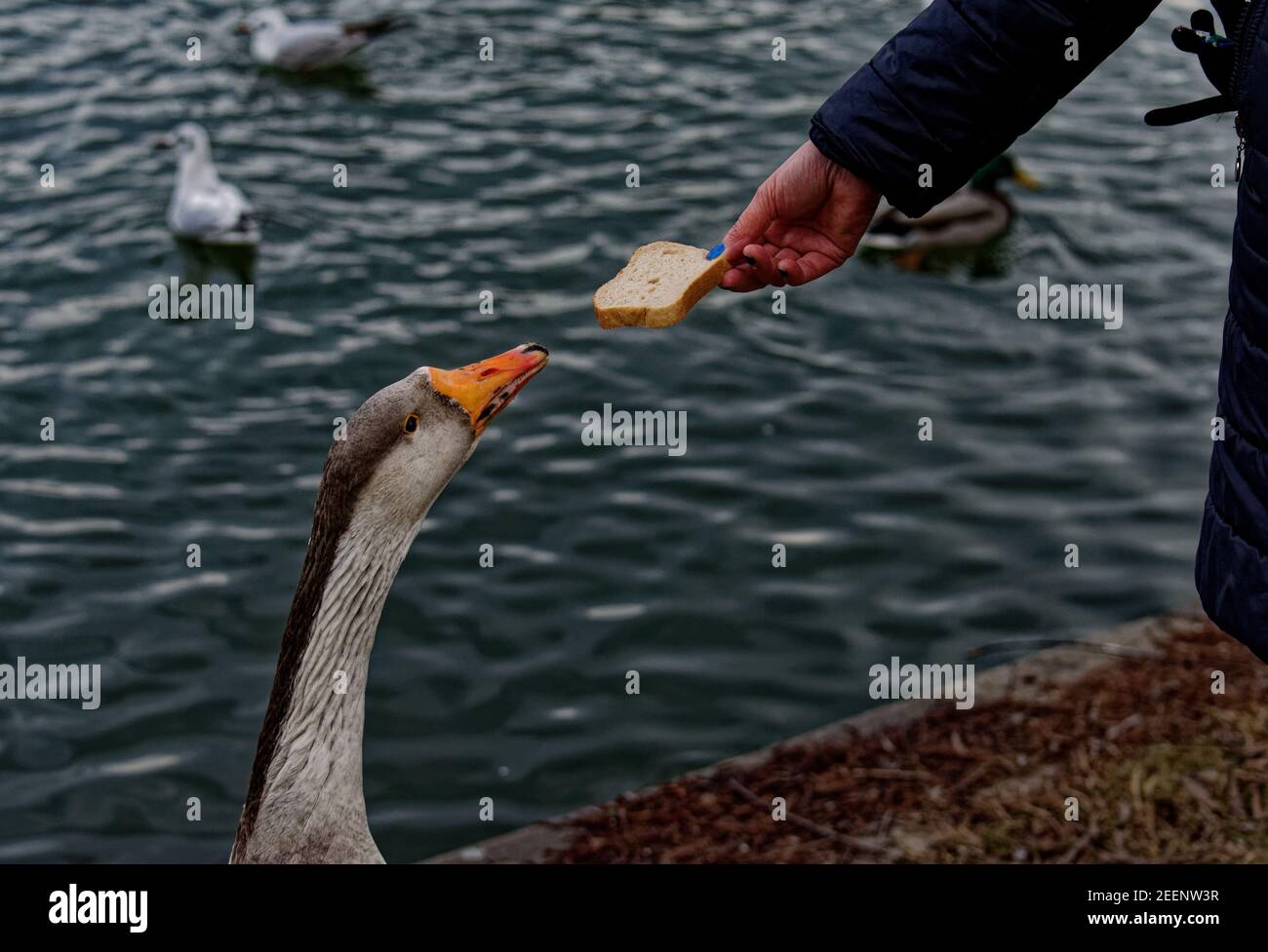Non più oche selvatiche Foto Stock