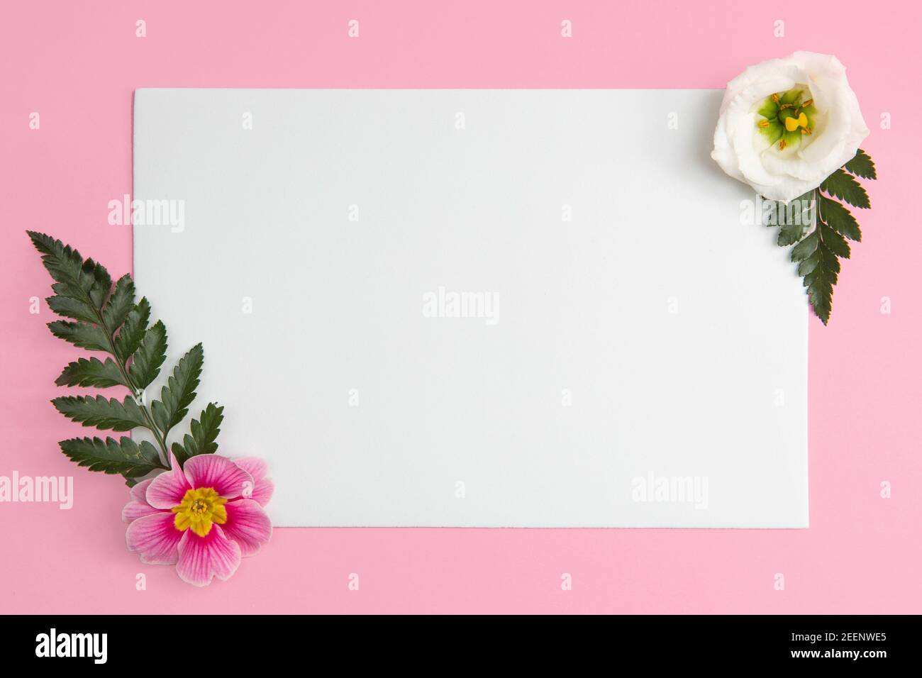 Spazio copia bianco con fiori piatto posare conecpt su rosa sfondo Foto Stock