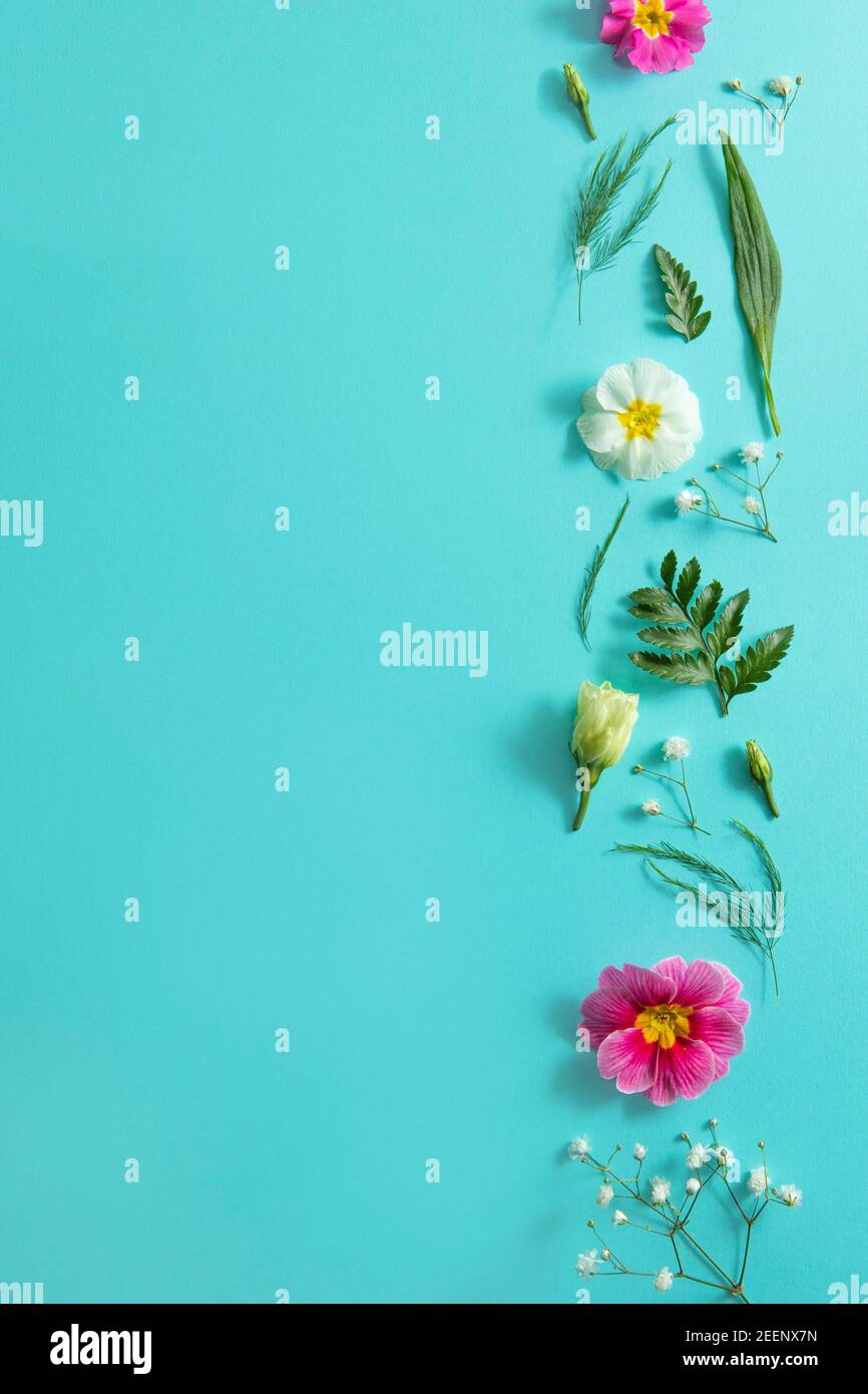 Sfondo blu con fiori di primavera, spazio di copia, concetto di posa piatto Foto Stock
