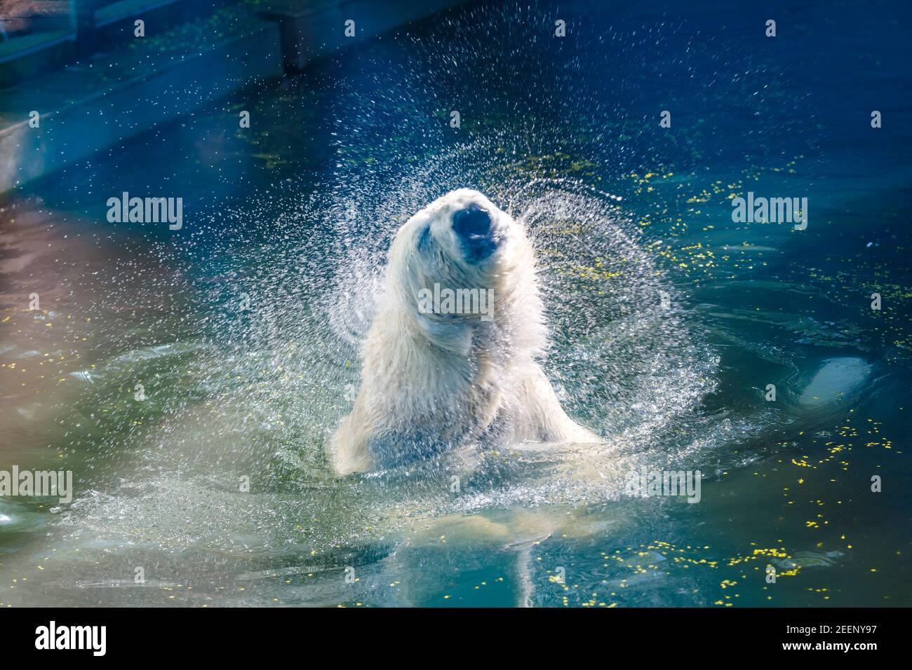L'orso polare prende i trattamenti dell'acqua allo zoo, si scuote, spruzzi in direzioni diverse. Foto Stock