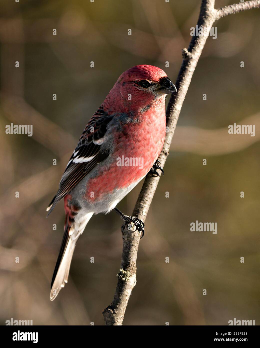 Vista ravvicinata del profilo di Pine Grossbeak, arroccata con uno sfondo sfocato nel suo ambiente e habitat. Immagine. Immagine. Verticale. Stock di pino grossbeak Foto Stock