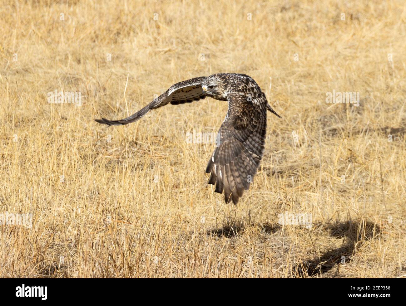 Bel falco ruvido in volo Foto Stock
