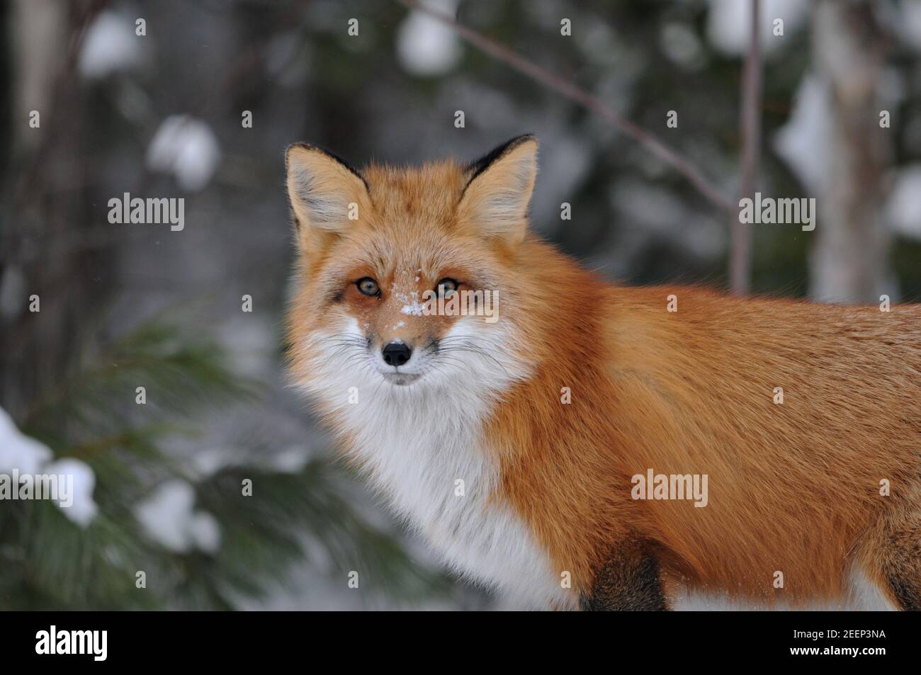 Foto in volpe rossa guardando la fotocamera nella stagione invernale nel suo ambiente e habitat con sfondo sfocato. Colpo di testa. Immagine FOX. Immagine. Verticale. Foto Stock