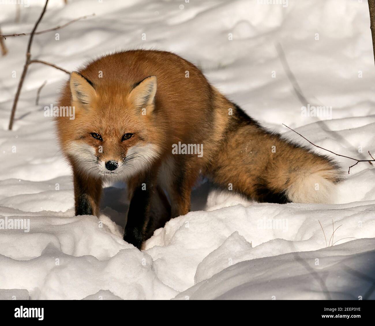 Volpe rossa in primo piano, foraggio nella stagione invernale nel suo ambiente e habitat con sfondo di neve sfocata con coda di volpe, pelliccia. Immagine FOX. Foto Stock