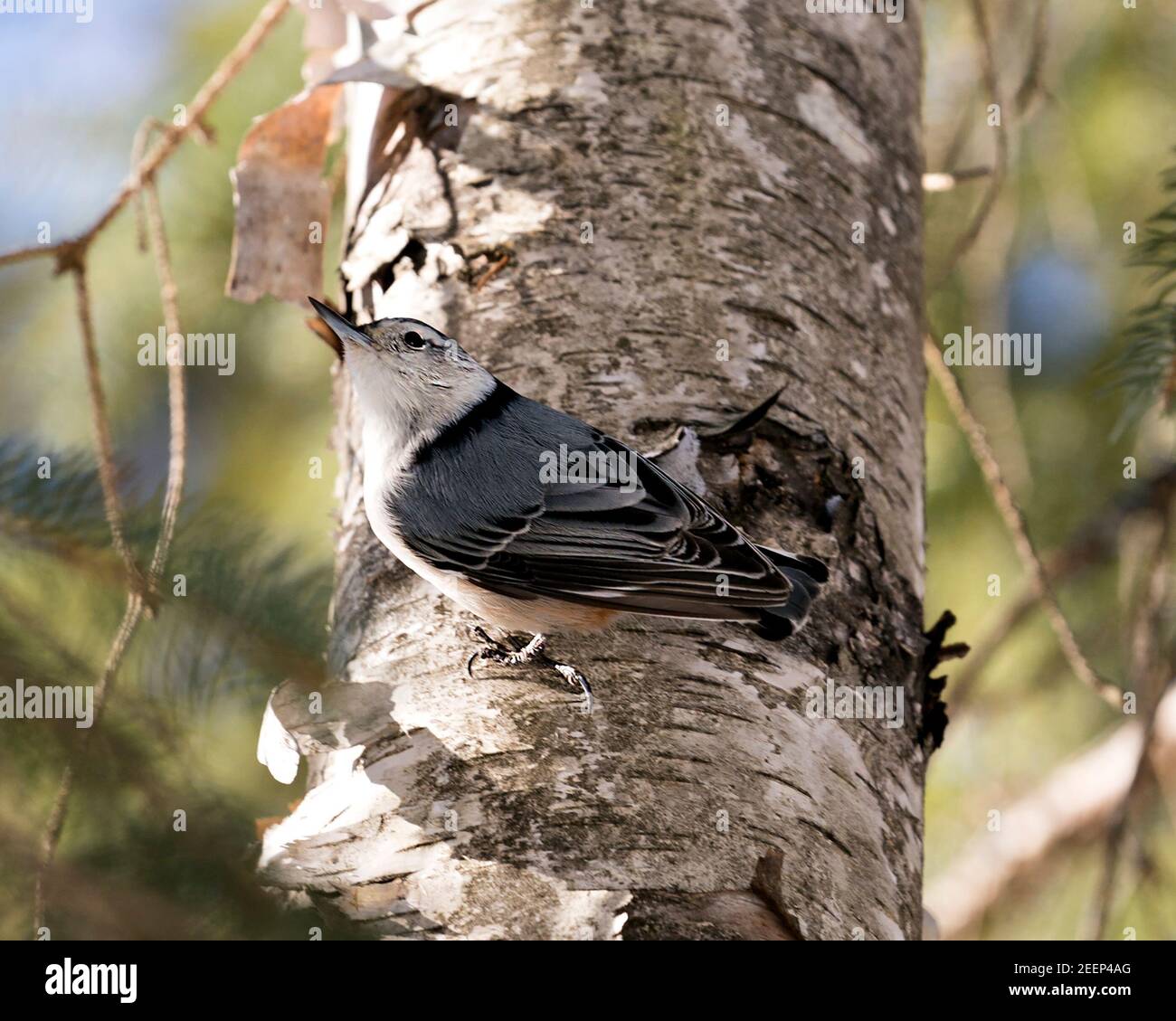 Nuthatch bianco-breasted primo piano profilo vista arroccato su un tronco di betulla con uno sfondo sfocato nel suo ambiente e habitat. Immagine. Immagine. Foto Stock Nuthatch bianco-breasted primo piano profilo vista arroccato su un tronco di betulla con uno sfondo sfocato nel suo ambiente e habitat. Immagine. Immagine. Foto Stock