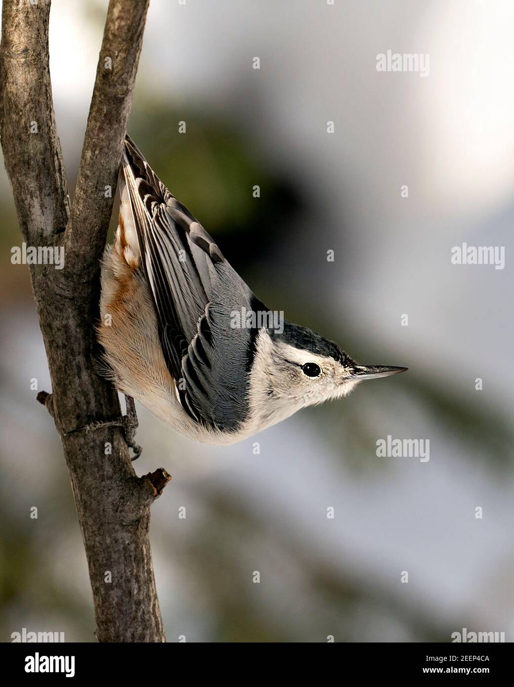 Vista ravvicinata del profilo di Nuthatch, di colore bianco, appollaiato su un ramo con sfondo sfocato nel suo ambiente e habitat. Immagine. Immagine. Verticale. Foto Stock Vista ravvicinata del profilo di Nuthatch, di colore bianco, appollaiato su un ramo con sfondo sfocato nel suo ambiente e habitat. Immagine. Immagine. Verticale. Foto Stock