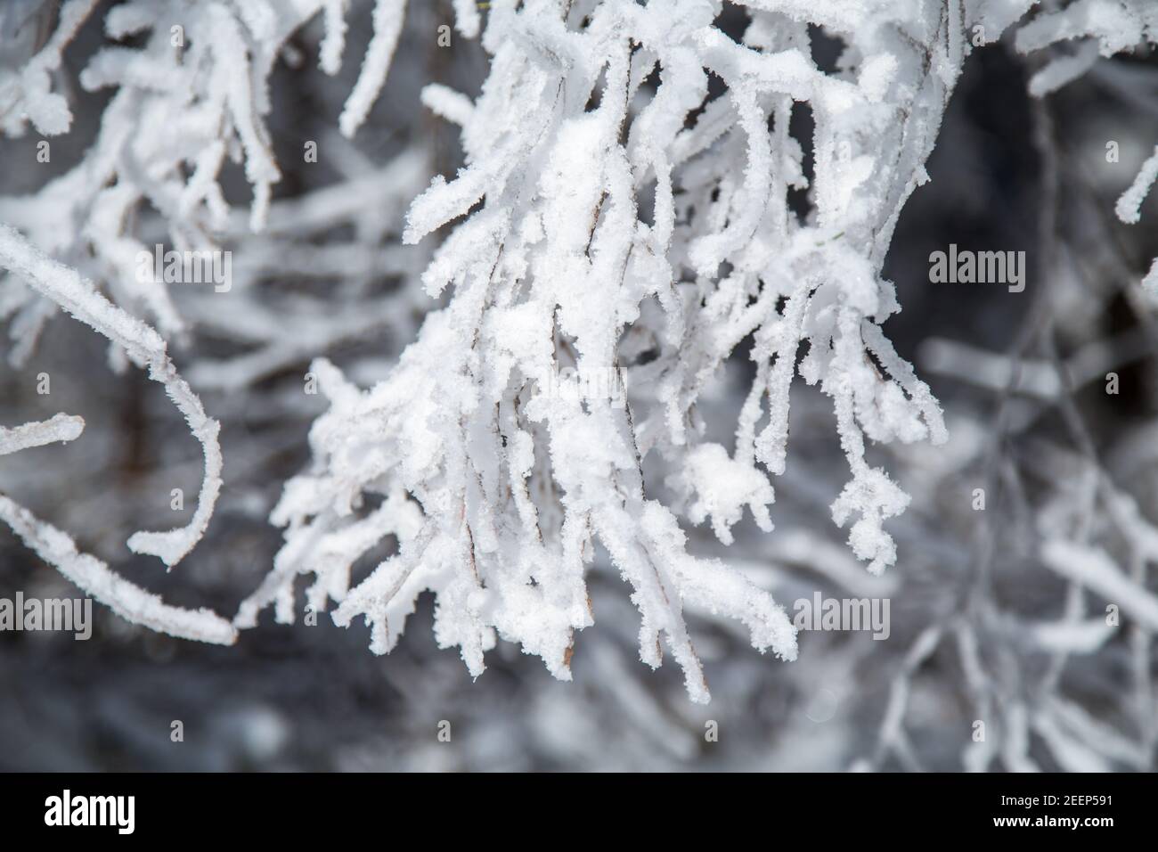 Rami ghiacciati su un albero - Waldviertel, Austria Foto Stock