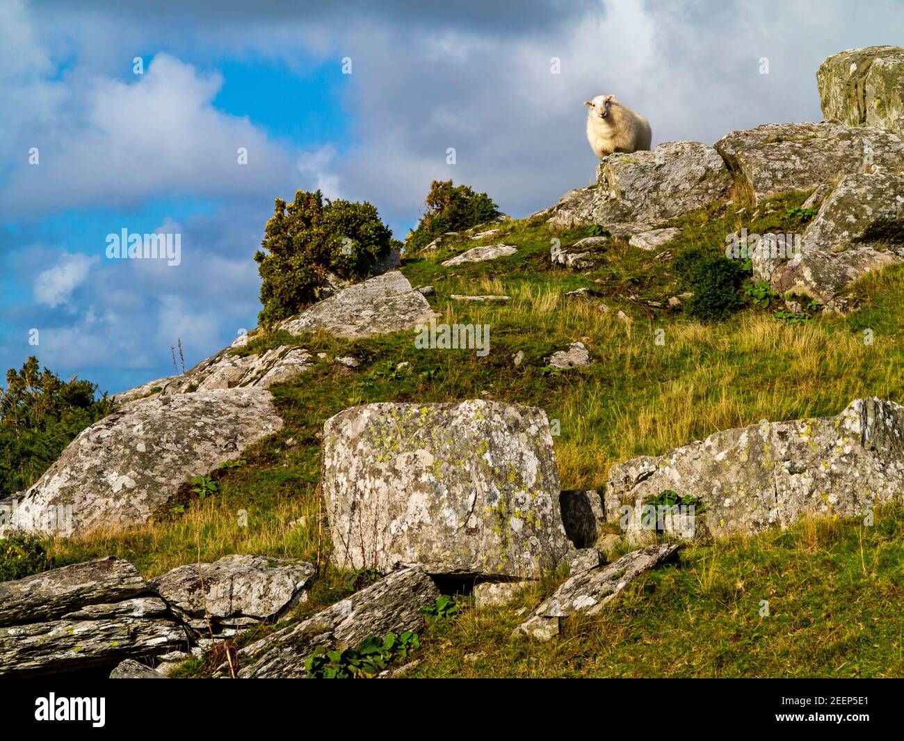 Pecora su rocce in paesaggio montano a Dinas Oleu vicino a Barmouth in Gwynedd North West Wales UK vicino alla famosa passeggiata Panorama. Foto Stock