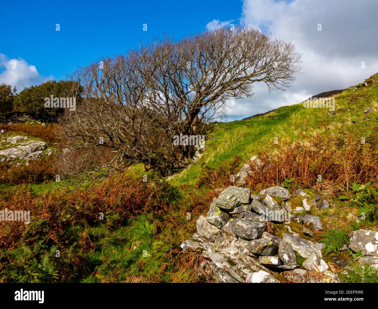 Paesaggio montano con alberi spazzati dal vento e muri in pietra a Dinas Oleu vicino a Barmouth in Gwynedd Nord Ovest Galles UK vicino alla famosa passeggiata Panorama. Foto Stock